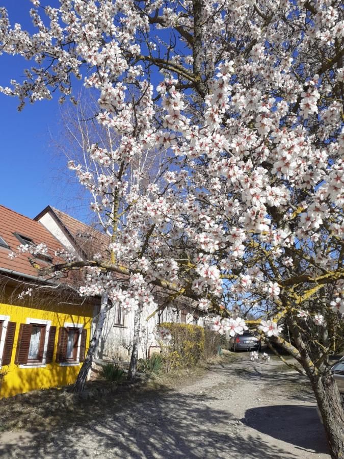 Villa Eva Vendeghaz Tata Exterior foto
